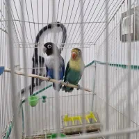 کوتوله رنگ خاص