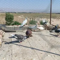 کبوتر مفت