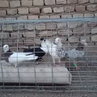 چند عدد کبوتر آس