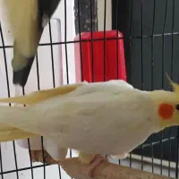 عروس هلندی نر