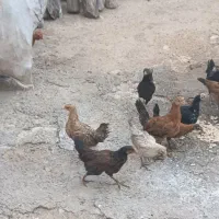 خروس ومرغ کردی