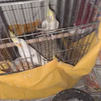 دو جفت عروس هاندی