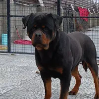 روتوایلر حرفه ای ۲ساله