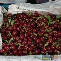آلبالو خارجی درجه یک