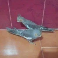 عروس هلندی ماده