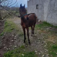 کره اسب چهارده ماه