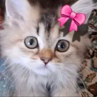 گربه بریتیش