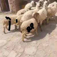 گوسفند ماده