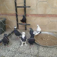 9 تا کفتر پرشی