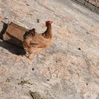 مرغ