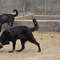 خراسانی و سرابی قهدریجانی