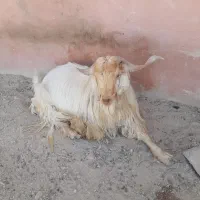 فروش نر بز دو ساله و ماده و بزغاله جوان