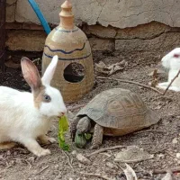 یک جفت خرگوش با بچه