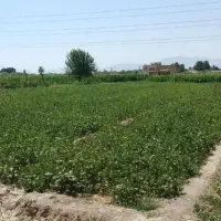 باغ