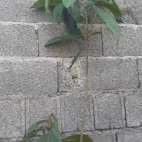 نهال انبه ارسال رایگان درب منزل
