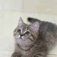 بریتیش گربه