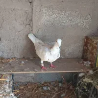 ی جفت کبوتر کفتر