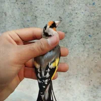 سهره درجه یک آس..همگی مست و دهن زن