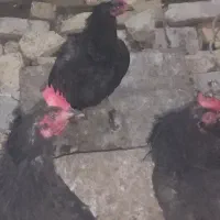 مرغ محلی تخم گذار
