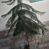 کاج مطبق