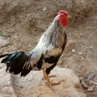 خروس یک ساله