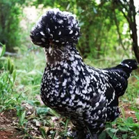 تخم و جوجه گلین و سلطان و ابریشمی و کوشین