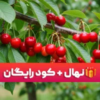 نهال بادام آذر دیرگل،جشنواره زمستان با قیمت طلایی