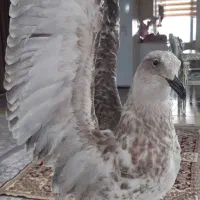 مرغ ماهیخوار دکوری
