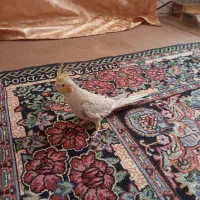 عروس هلندی