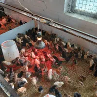 فروش جوجه اردک خارجی مرغ گوشتی محلی