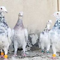 7 تا دسته کفتر