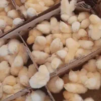 جوجه گوشتی راس نجات خوب