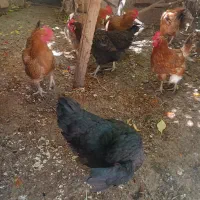 مرغ