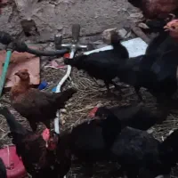 جوجه محلی6ماهه