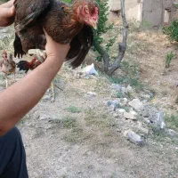 یک جفت مرغ و خروس لاری