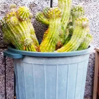 گل و گیاه