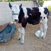 گاو و گوساله