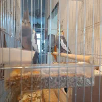 فروش عروس هلندی جفت مولد بهمراه تخم