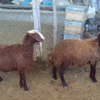 بره افشاری ماده