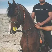 اسب نریان کهر پنج نشان شش دنگ.