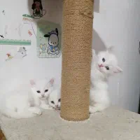 گربه پرشین اشرافی اصیل
