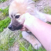 سگ پامر|سگ|سنگر, |دیوار