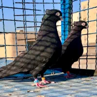کبوتر زاغ ابادانی