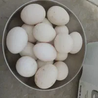 تخم مرغ محلی