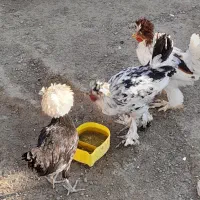 مرغ برهما زینتی
