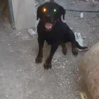 سگ ماده بسیار با ادب