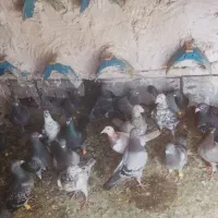 کفتر پلاکی