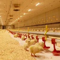 تجهیزات کامل مرغداری گوشتی و تخمگذار