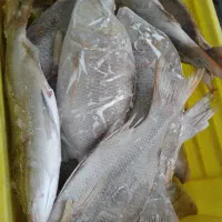 ماهی شهری منجمد