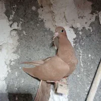 کبوتر جوجه زرد سرخ دم سفید